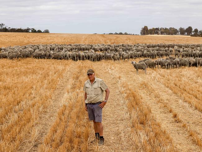 7/2/2025Peter Reid with his sheep on his property Kilamarup at Boyup Brook/ Kojonup.Pic Colin Murty