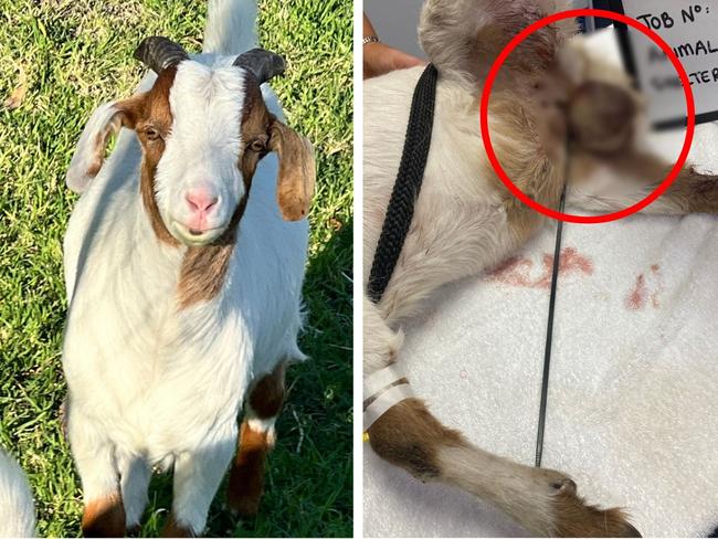 Aussie’s massive fine for backyard castration