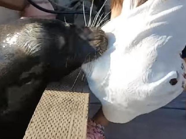 seal drags little girl underwater