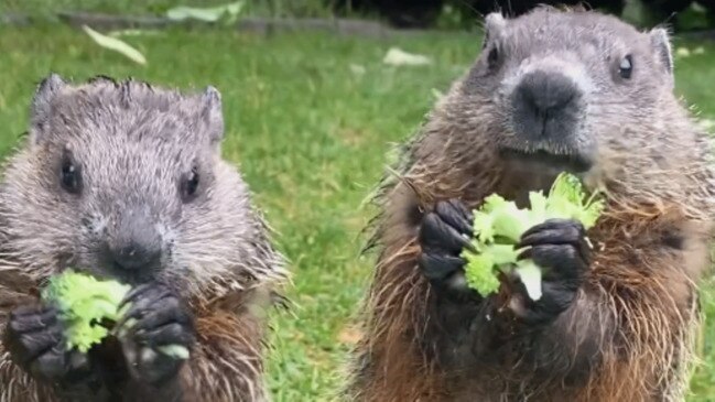 Groundhogs addicted to broccoli have trained a woman to feed them