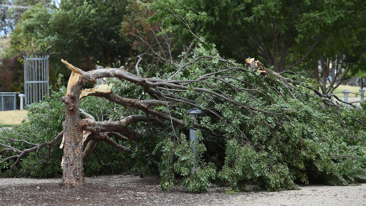 Strong winds led to trees being broken in half in Lara. Picture: David Smith.