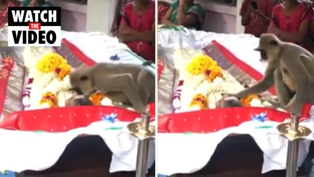 Heartbreaking moment monkey says final goodbyes to human friend