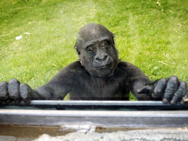 Kaius pictured at Mogo Zoo on the South Coast of NSW. Picture: Sam Ruttyn