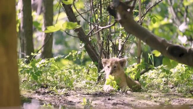 Lion Cub Trio Venture Outside at London Zoo