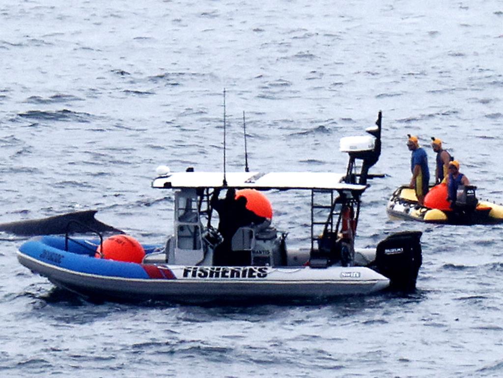 The whale is 30 nautical miles off shore on Thursday morning. Picture: Nigel Hallett