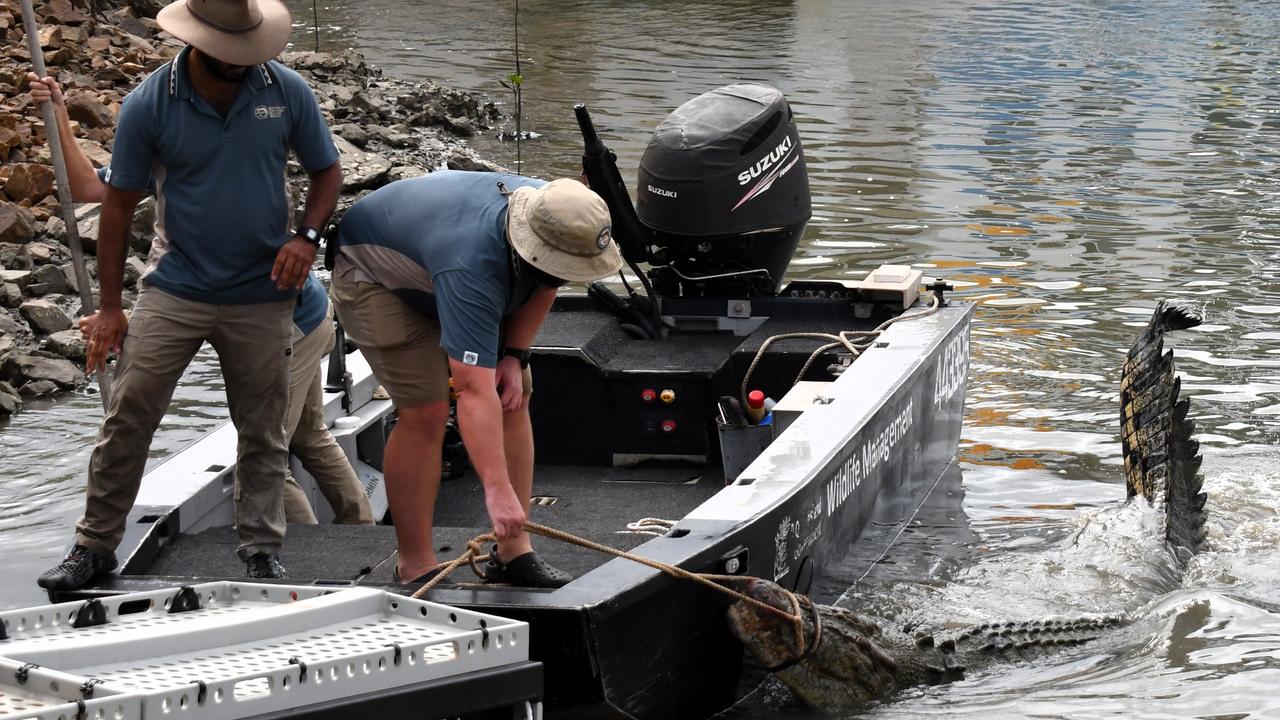 Department of Environment, Science and Innovation Wildlife Officers remove a saltwater crocodile, also known as an estuarine crocodile, measuring at least four metres in length at Port Hinchinbrook in Cardwell between Townsville and Cairns in North Queensland on Monday. The animal is believed to be responsible for an attack on a human and death of at least one pet dog. Picture: Cameron Bates