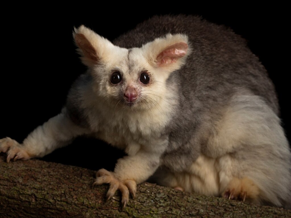 The endangered Greater Glider. Picture: Supplied