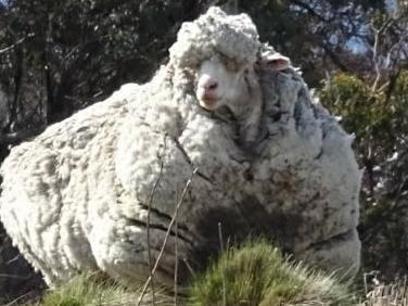 The RSPCA is urgently searching for a shearer to attend to a sheep it found near Canberra.