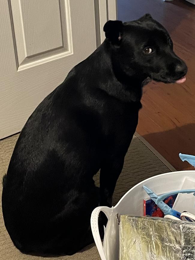 Star, sent in by Katrina Heinrich, Parafield Gardens.