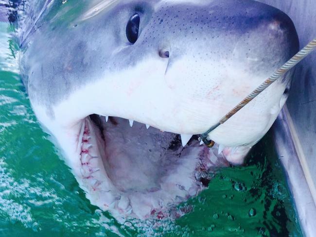 This 2.32m male white shark was caught at Lennox Head Beach on August 4 on a drumline. Source: Supplied