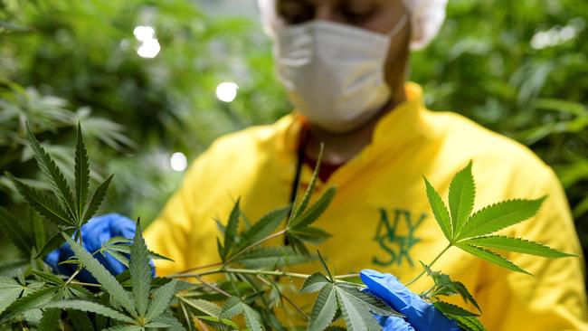 A worker inspects medicinal cannabis plants at a medical cannabis farm.