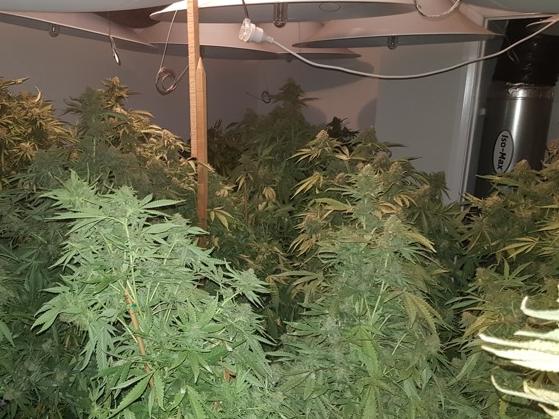 More than $2 million worth of cannabis plants seized – Strike Force Polar. etectives have dismantled hydroponic set-ups and seized cannabis worth more than $2 million dollars in Sydney’s south-west., , In May 2020, detectives from Bankstown Police Area Command established Strike Force Polar to investigate drug supply, manufacturing and cultivation throughout the local area., , Following extensive inquiries, strike force detectives with assistance from South West Metro Operations Support Group (SWM OSG) executed search warrants at two units on Marion Street, Bankstown, just before 7am yesterday (Tuesday 16 June 2020).,