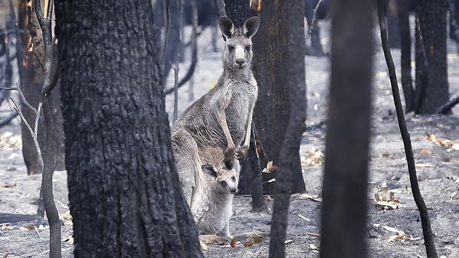 A kangaroo and joey paise in an ash-covered tree plantation at Mallcoota. Picture: David Caird