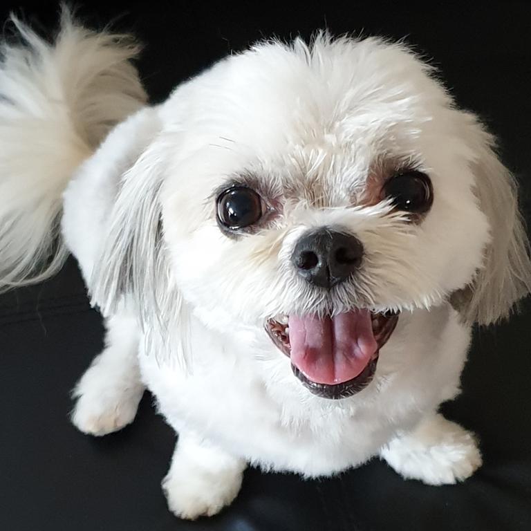 Princess Phoebe after a bath. Picture: Kelly Patchett