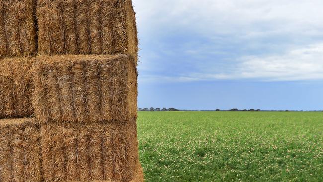 August rainfall is reaffirming this year as a great growing season for pasture and crops. Picture: Zoe Phillips