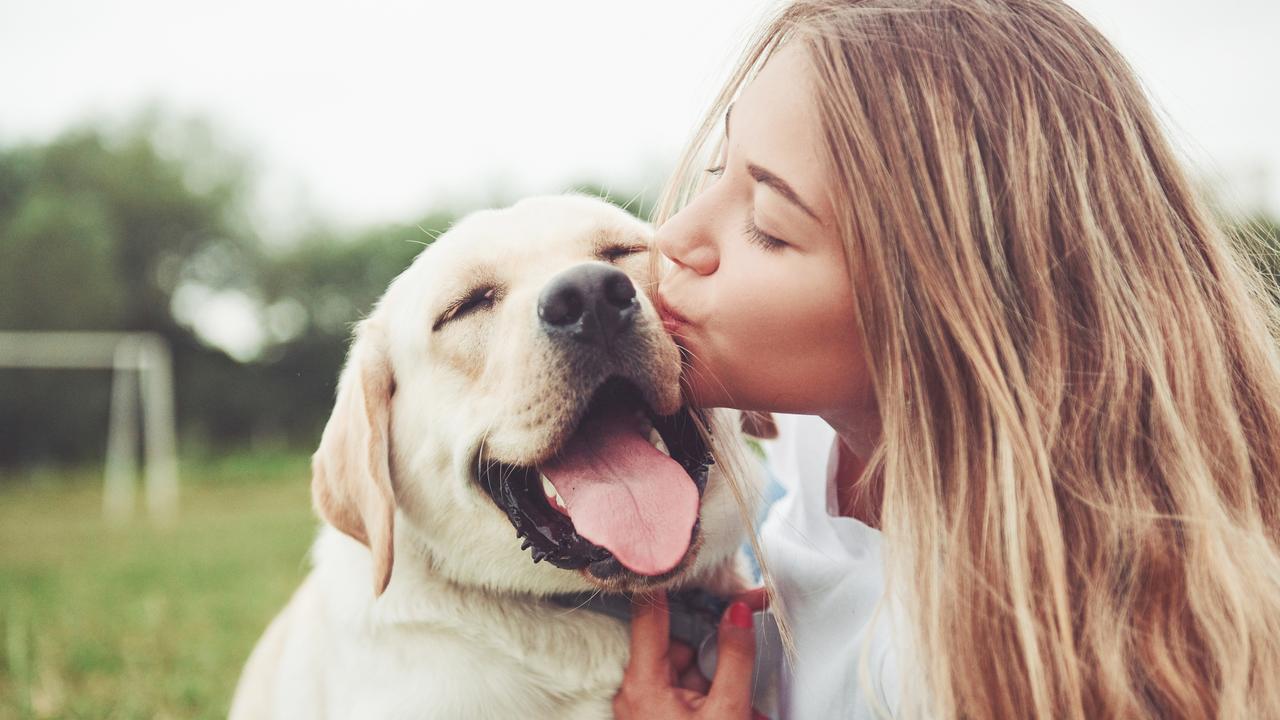 Dogs of Oz. Tate videos. istock