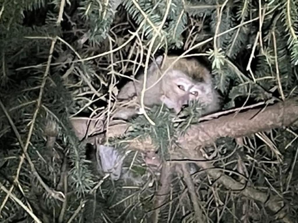 An escaped monkey in a tree near Danville, Pennsylvania. Picture: Pennsylvania State Police Department/AFP