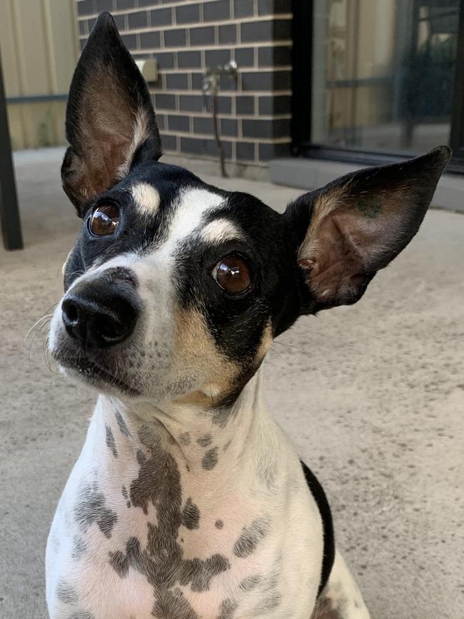 Poh the tenterfield terrier cross, sent in bt Melissa Kennedy, Largs North.