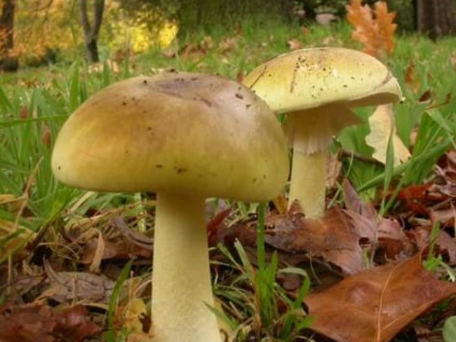 The court heard death caps are “typically greenish or yellowish”. Source: Royal Botanic Gardens Victoria