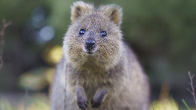 The happiest wallaby – Australia’s beloved quokka. Picture: Alex Cearns