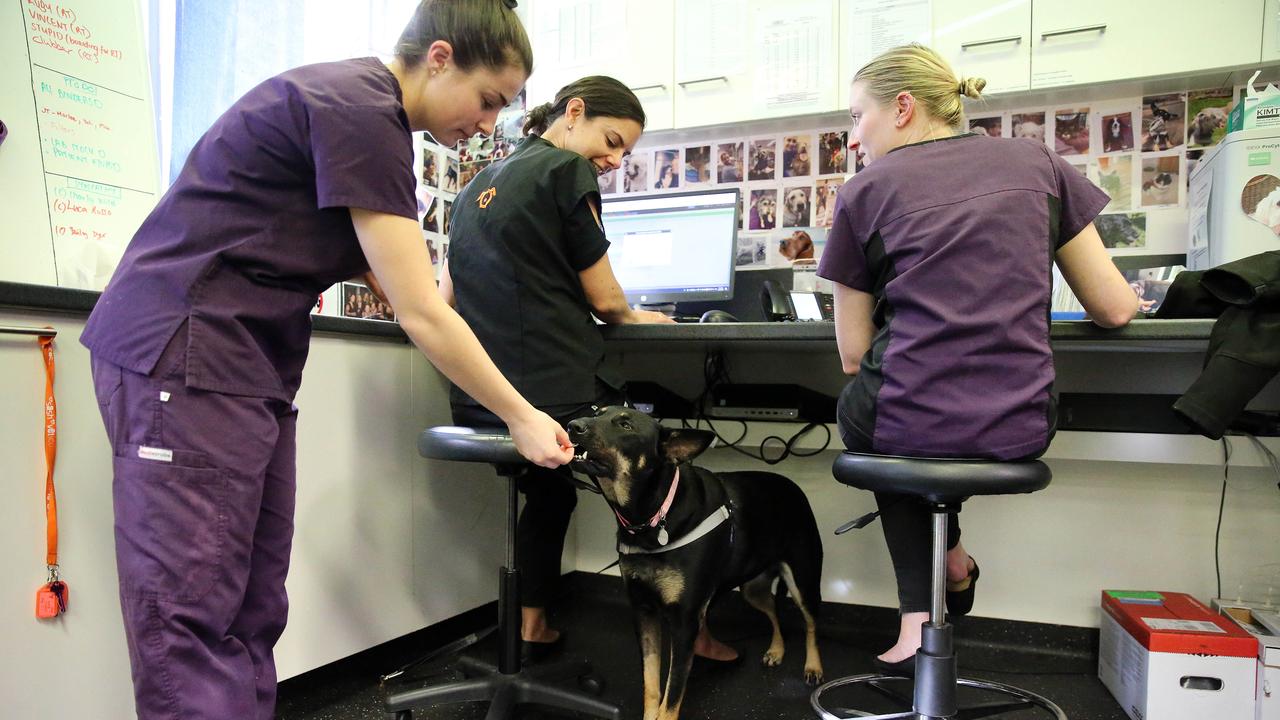 Chemo patients usually receive an injection and can be in and out of SASH in around 20 minutes. Oncology nurses grew quite fond of Molly who turned up every week for six months. Picture: Tim Hunter.