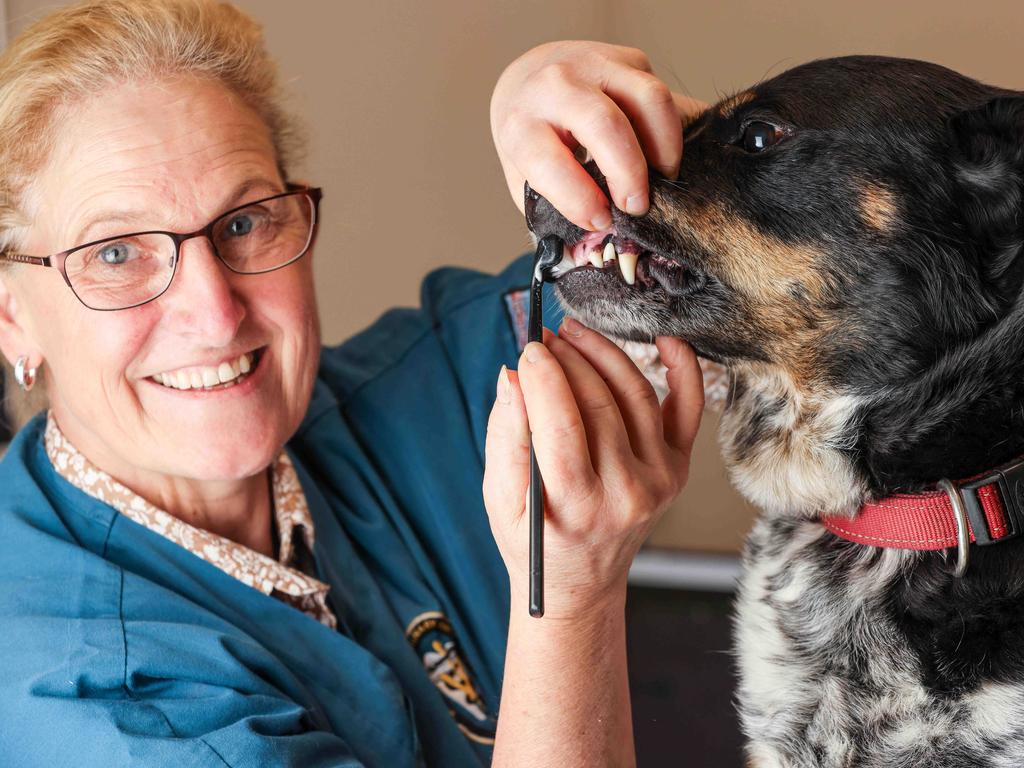 Dr Hailstone demonstrating how to brush your dog’s teeth with obedient model Coco, a rescue. Picture: Russell Millard