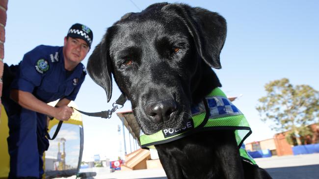 5.12.2014. Senior Constable Dan Lacey with drug detection dog ' Tilly' at Wayville show grounds ahead of Stereosonic music festival.  pic tait schmaal.