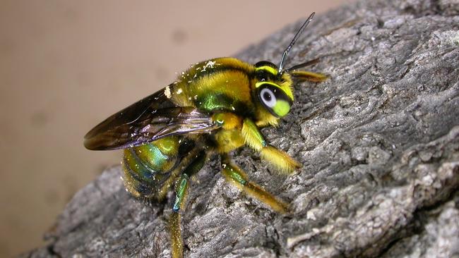 The endangered native green carpenter bee nests in soft wood like Banksia trunks, which have burnt in the bushfires. Picture: Remko Leijs