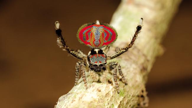 An elephant faced peacock spider, featured in Robert Whyte’s new book for the CSIRO. Picture: Jürgen Otto