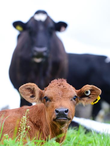 The mission at How Now Dairy is to rid the world of Bobby Calves - the 5 day old calves that are essentially a by-product in the commercial world of Dairy Farming. Picture: Zoe Phillips