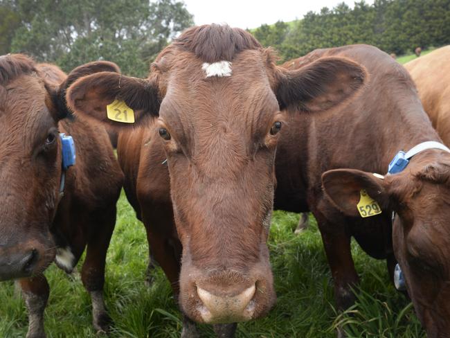 When the Weekend Australian Magazine visited, there was not a dairy cow in sight.