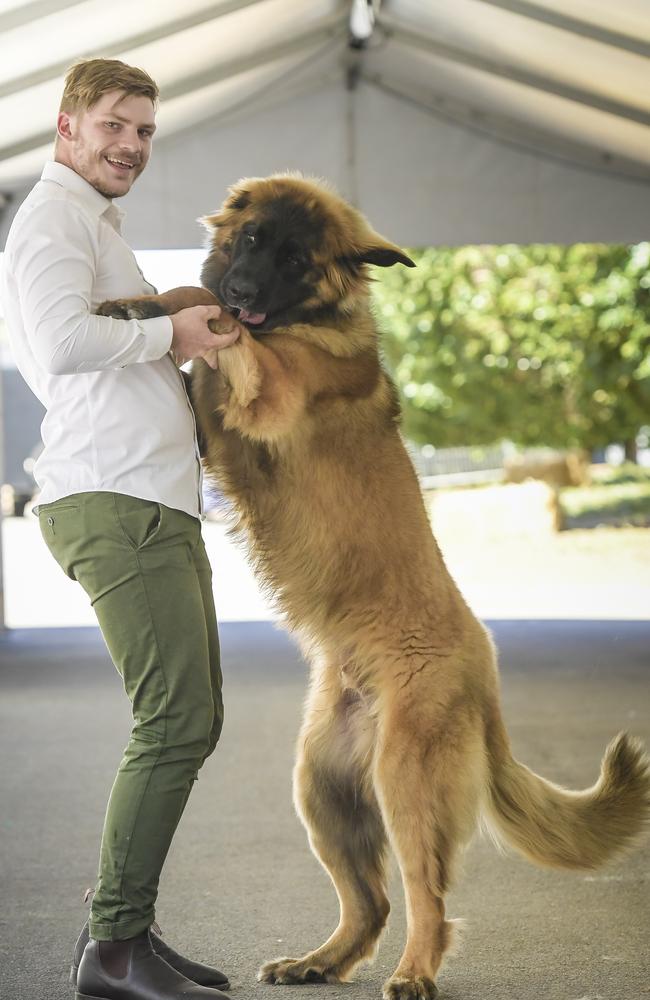 Jack Barnett with leonberger Bronco. Picture: Roy VanDerVegt