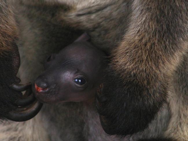 Mupee is just one of two known kangaroo species in Australia.