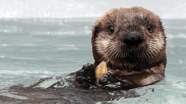 The Monterey Bay area is famous for its cuddly sea otters. Picture: Randy Wilder