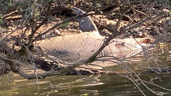 One of the dolphins that died over several days in the Manning River near Wingham.