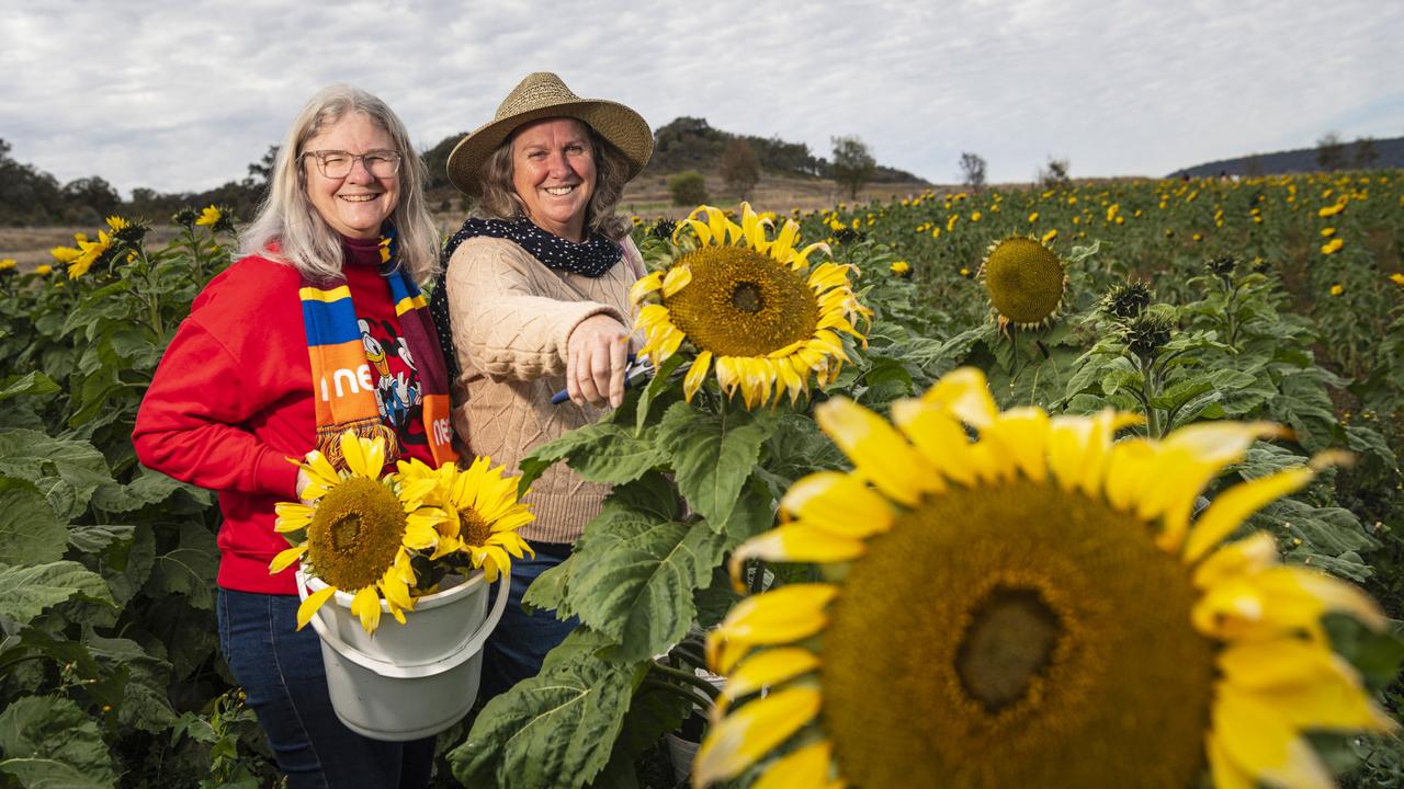 Michelle Wikner (left) and Karen McDoanld collecting flowers at Warraba Sunflowers, Saturday, June 22, 2024. Picture: Kevin Farmer