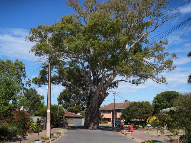 An iconic centuries old river red gum in Adelaide’s south is on the decline, with the community fearing for its health and council investigating. Picture: Dean Martin