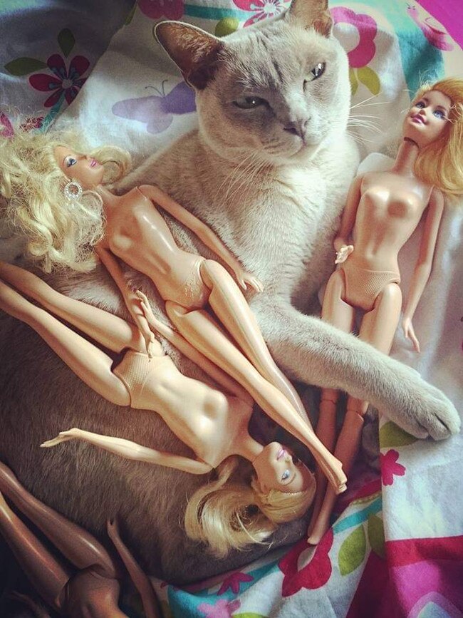 Our cat Hastag has a pretty hard life. Picture: Ellisha Blogg