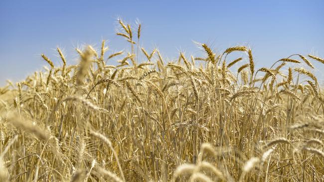 Rabobank believes wheat prices may rise about 20 per cent higher than current levels and trigger unrest in some countries. Picture: Dannika Bonser