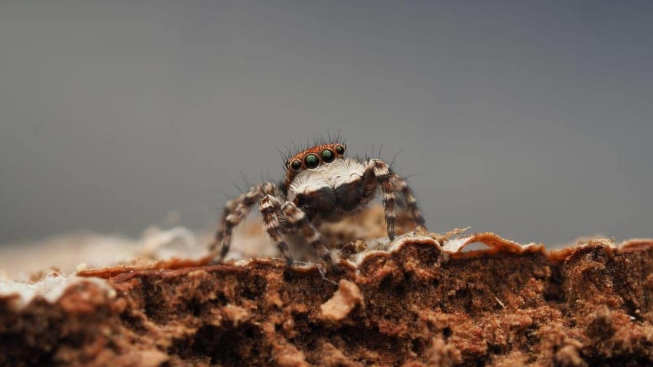 Three New Spider Species Found In Australia | KidsNews