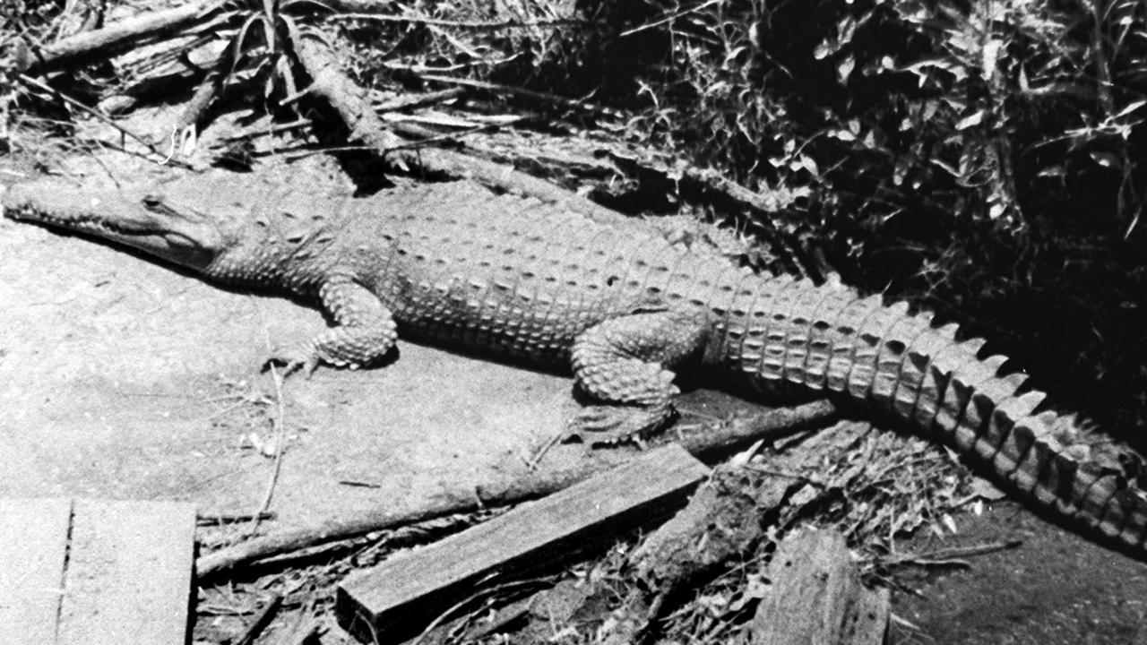 Hector the croc: Lismore curiously welcomed female croc over 50 years ...