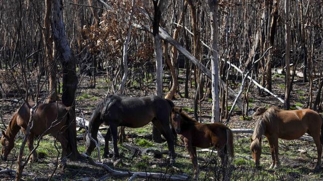 Brumby cull: Parks Victoria could begin shooting brumbies within five days.