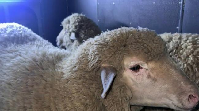 Mr Tofigh's two sheep in the back of a police paddy wagon on Tuesday .