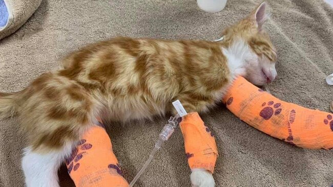 Injured kitten Wee Rupert was one of hundreds of hurt animals reported to the RSPCA in the Frankston region. Picture: Supplied