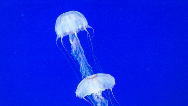Box Jellyfish under water blue