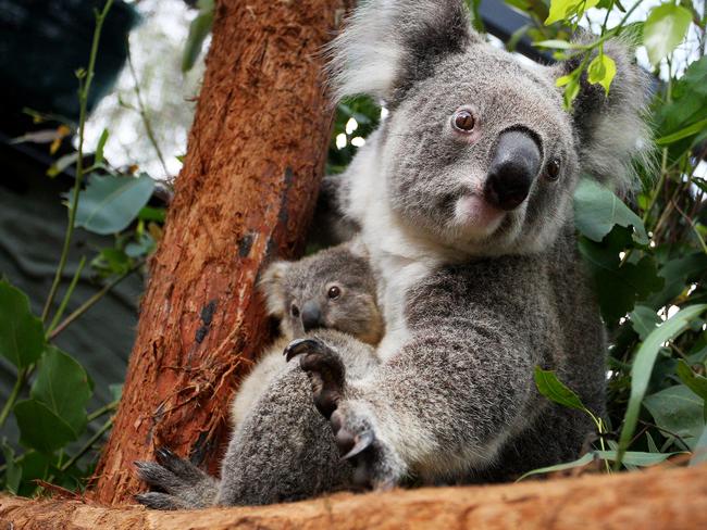 SYDNEY, AUSTRALIA - MARCH 02: Koala joey Humphrey is comforted by mother Willow at Taronga Zoo on March 02, 2021 in Sydney, Australia. Eight-month-old Humphrey is the first koala joey born at Taronga Zoo in over a year, and only recently emerged from his mother Willow's pouch. Koala joeys stay in their mother's pouch for up to 6 months and it is only from around that age that they begin to emerge and attach themselves to their mother's back. (Photo by Lisa Maree Williams/Getty Images) ***BESTPIX***