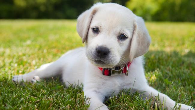 SMART Daily pets.  An eight week old yellow Labrador Retriever puppy outdoors lying in the grass. Picture: iStock