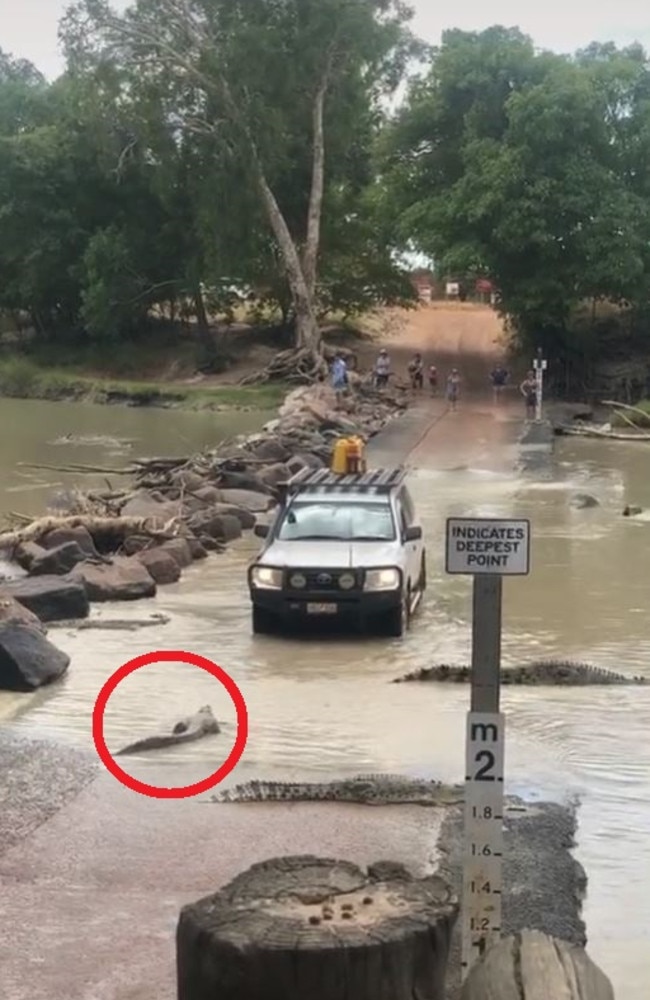 One croc came head-to-head with the driver before eventually moving out of the way. Picture: TikTok/chloeattrill2