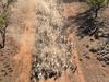 Video: Epic footage captures 12,500-goat muster in outback Qld