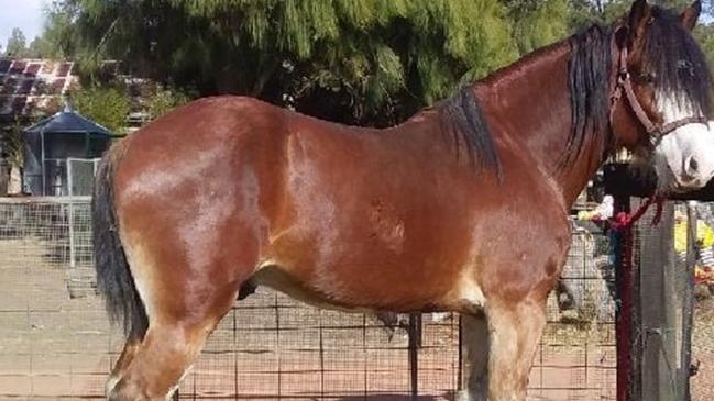 A Sydney man has been charged with animal cruelty after a missing Clydesdale horse was found dead and buried at a property in Putty, allegedly with a gunshot wound to its neck. Credit: NSW Police